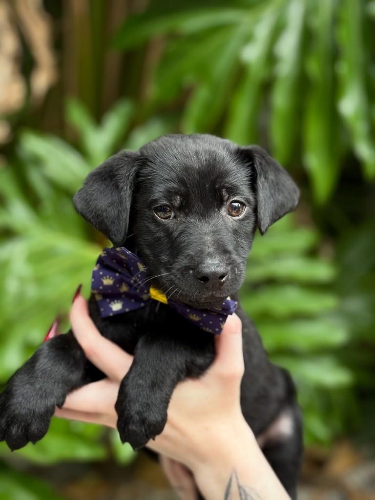 Sprite, cachorro de porte pequeno para adoção em São Paulo - SP — foto 3 de 7