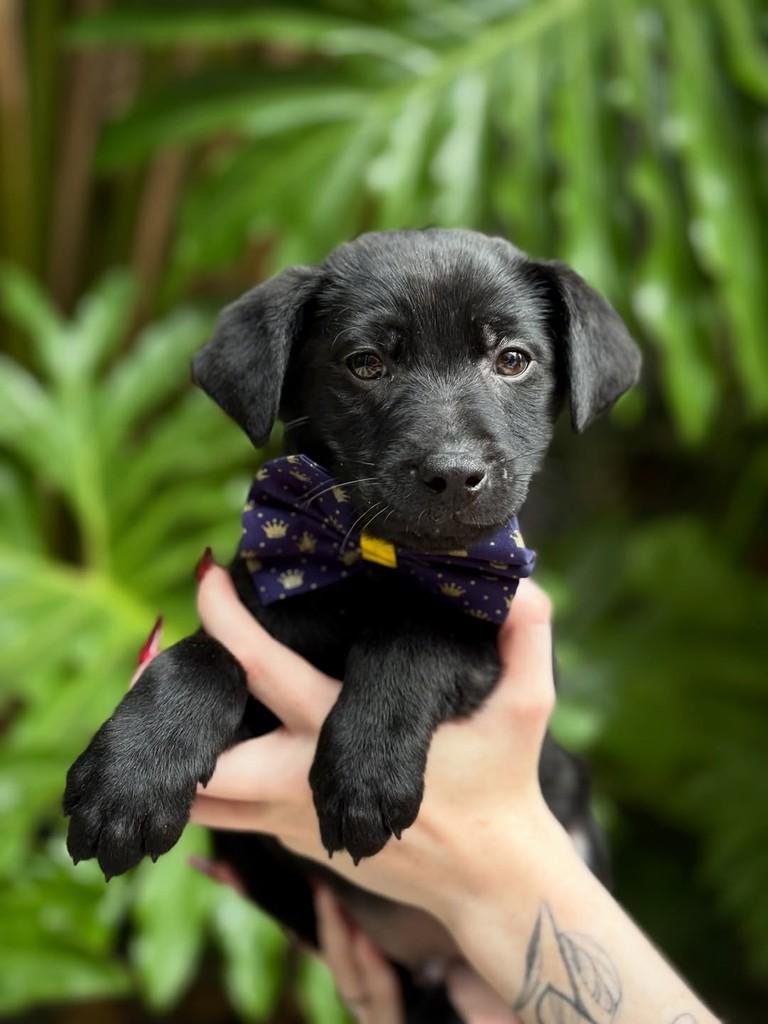 Sprite, cachorro de porte pequeno para adoção em São Paulo - SP — foto 4 de 7