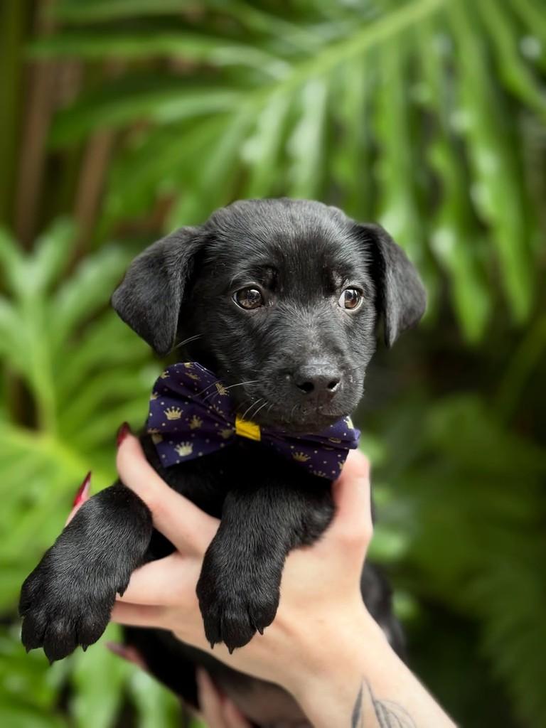Sprite, cachorro de porte pequeno para adoção em São Paulo - SP — foto 5 de 7