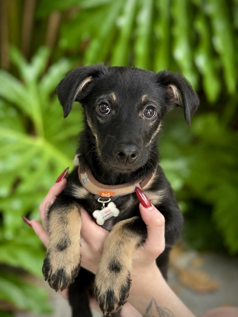 Schweppes, cachorro de porte pequeno para adoção em São Paulo - SP