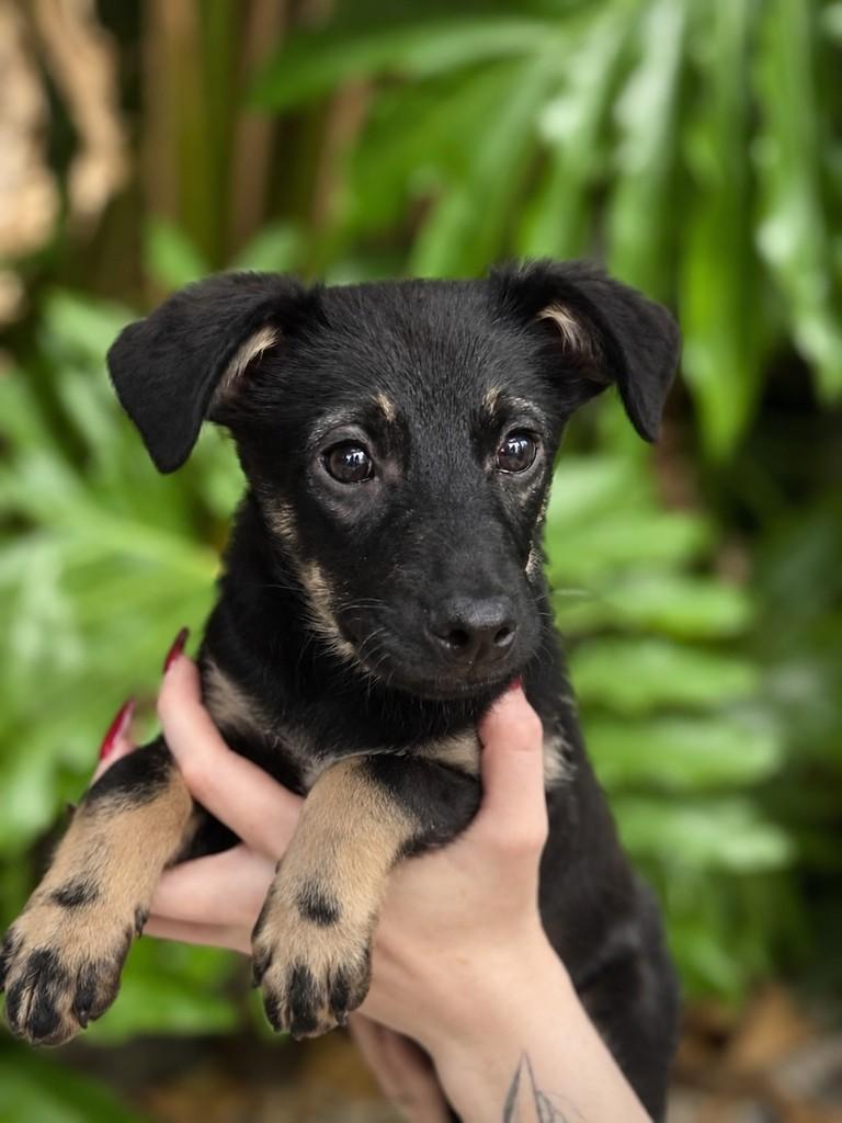 Schweppes, cachorro de porte pequeno para adoção em São Paulo - SP — foto 2 de 6
