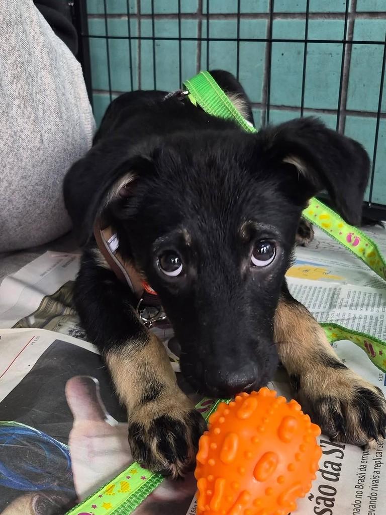 Schweppes, cachorro de porte pequeno para adoção em São Paulo - SP — foto 3 de 6