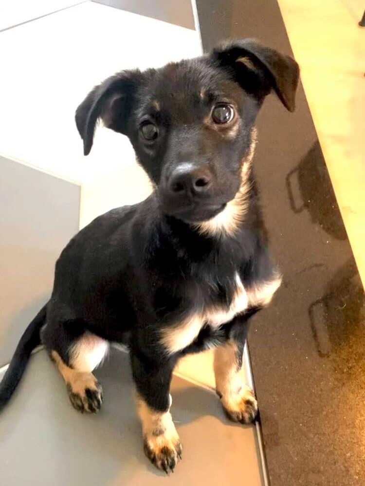 Schweppes, cachorro de porte pequeno para adoção em São Paulo - SP — foto 4 de 6