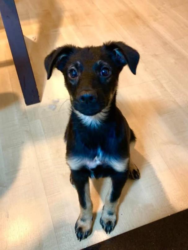 Schweppes, cachorro de porte pequeno para adoção em São Paulo - SP — foto 5 de 6