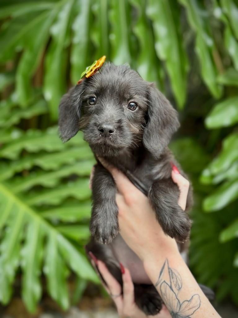 Sukita, cadela de porte pequeno para adoção em São Paulo - SP
