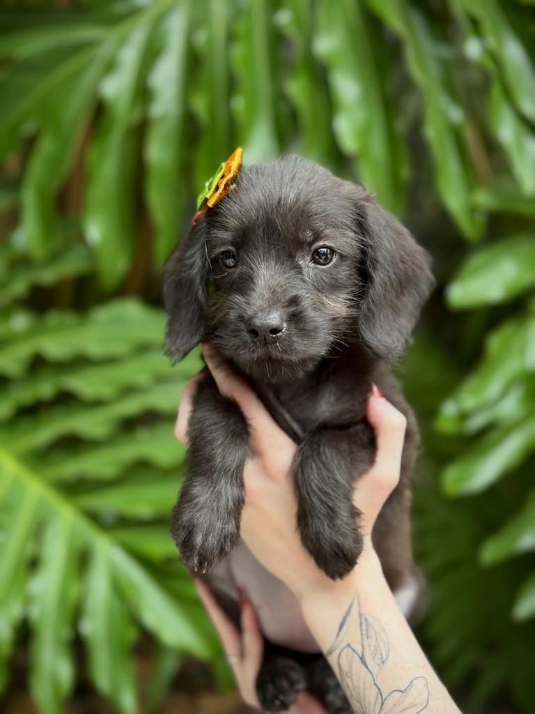 Sukita, cadela de porte pequeno para adoção em São Paulo - SP — foto 5 de 9