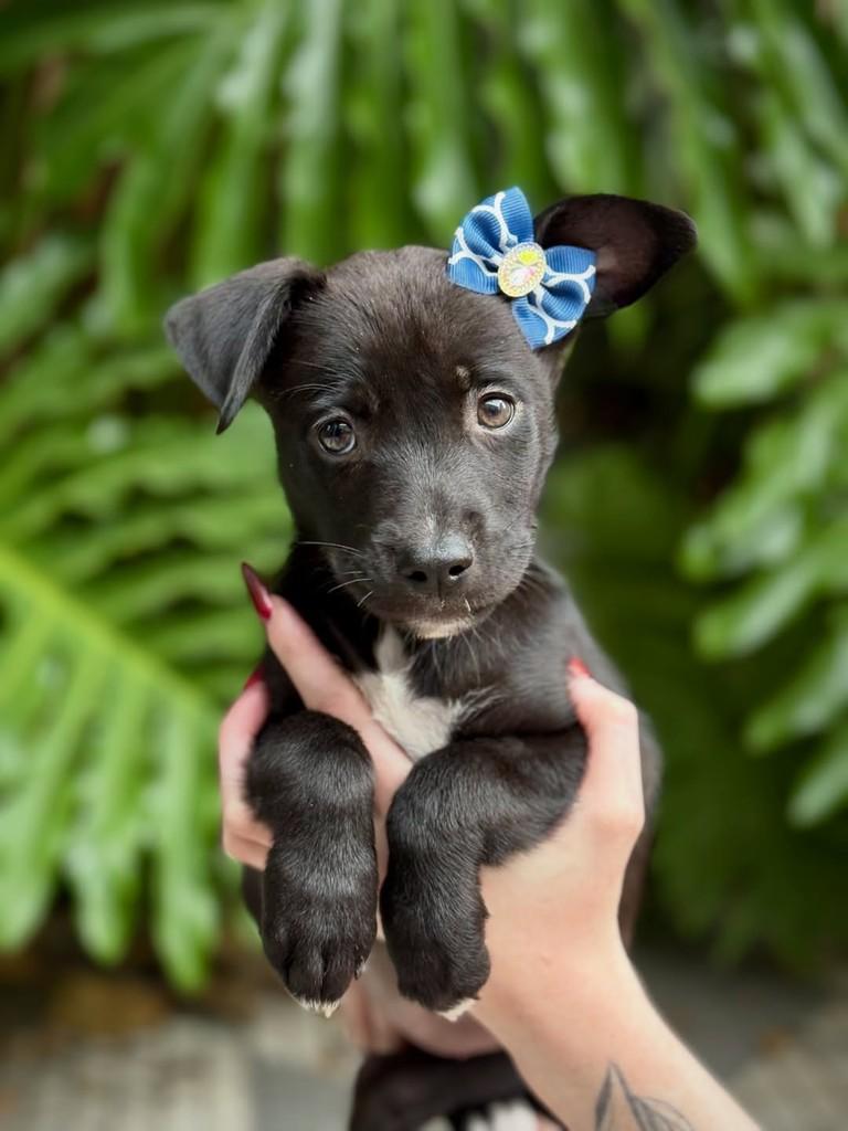 Fiona, cadela de porte pequeno para adoção em São Paulo - SP — foto 2 de 4
