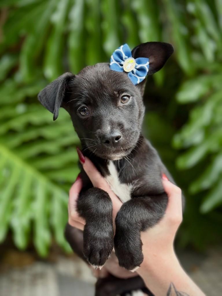 Fiona, cadela de porte pequeno para adoção em São Paulo - SP — foto 3 de 4