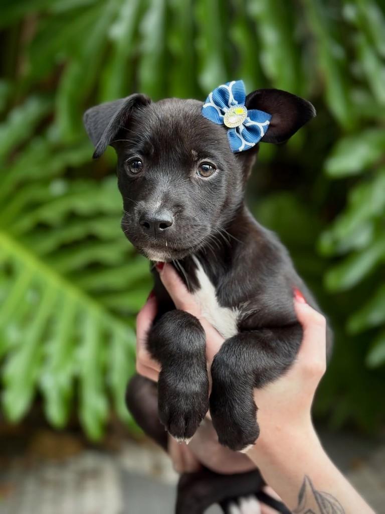 Fiona, cadela de porte pequeno para adoção em São Paulo - SP — foto 4 de 4