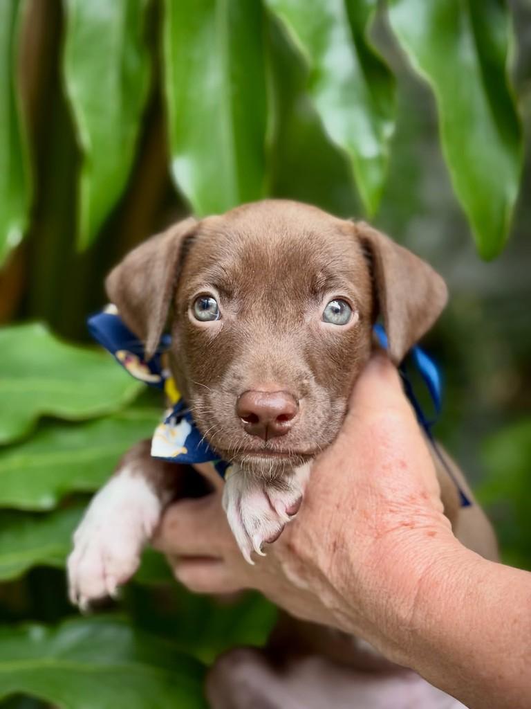 Nescau, cachorro de porte pequeno para adoção em São Paulo - SP