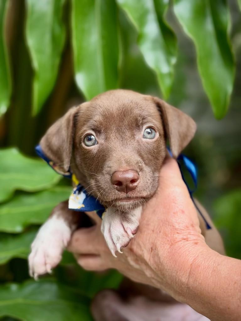 Nescau, cachorro de porte pequeno para adoção em São Paulo - SP — foto 2 de 8