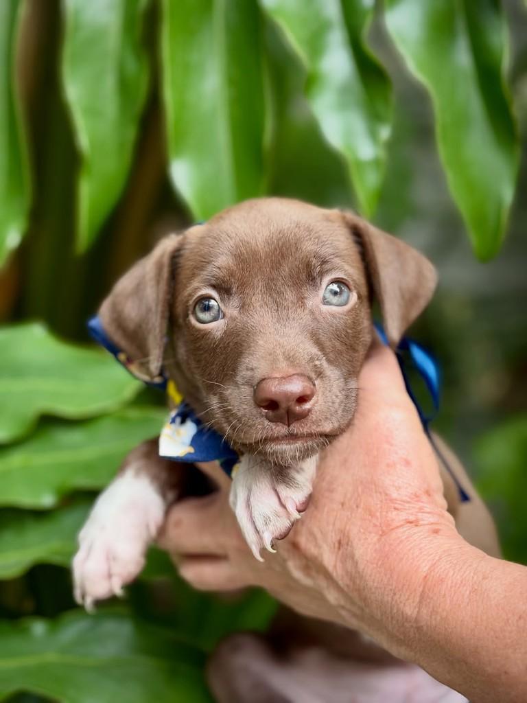 Nescau, cachorro de porte pequeno para adoção em São Paulo - SP — foto 3 de 8