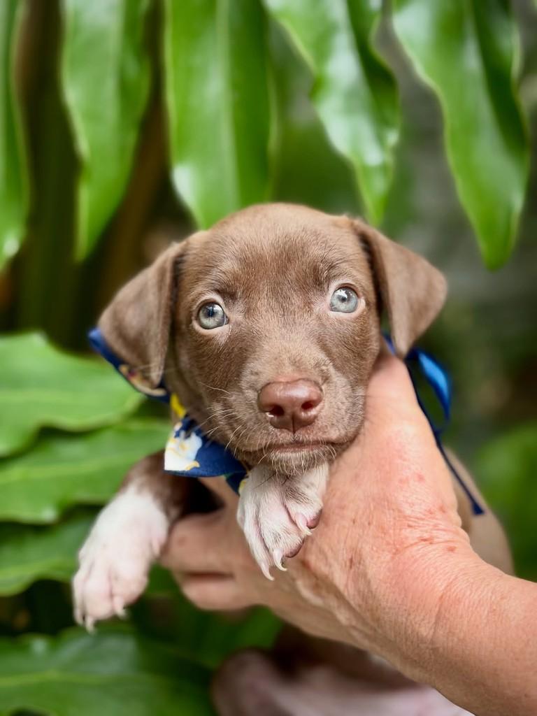 Nescau, cachorro de porte pequeno para adoção em São Paulo - SP — foto 4 de 8