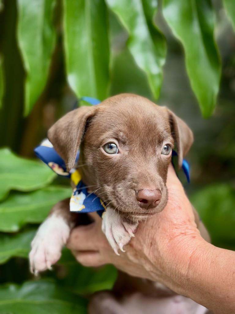 Nescau, cachorro de porte pequeno para adoção em São Paulo - SP — foto 5 de 8