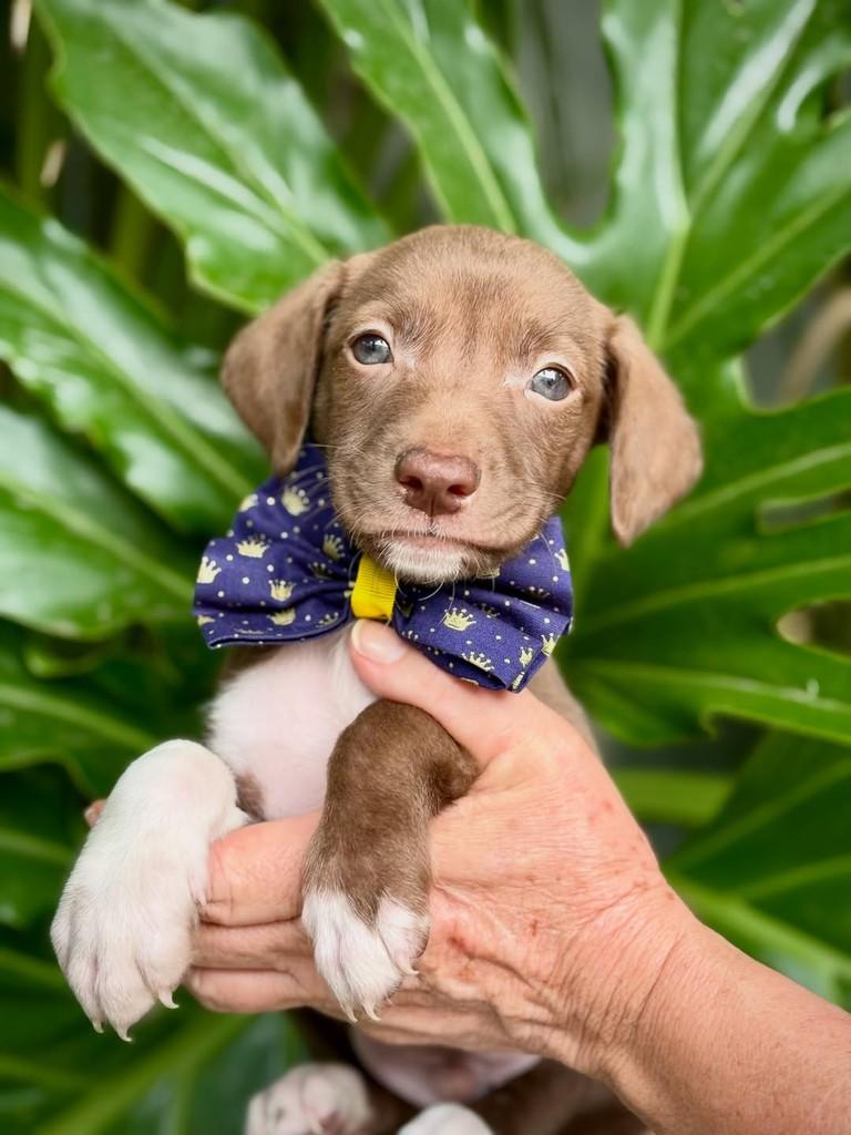 Toddy, cachorro de porte pequeno para adoção em São Paulo - SP