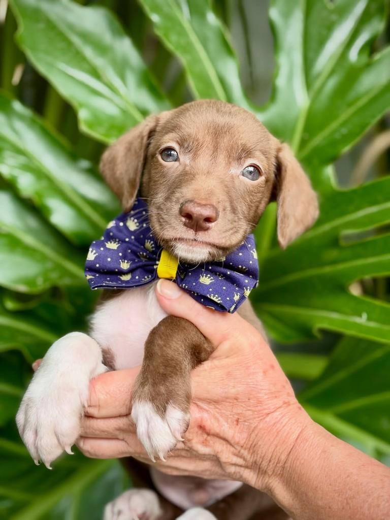 Toddy, cachorro de porte pequeno para adoção em São Paulo - SP — foto 2 de 9