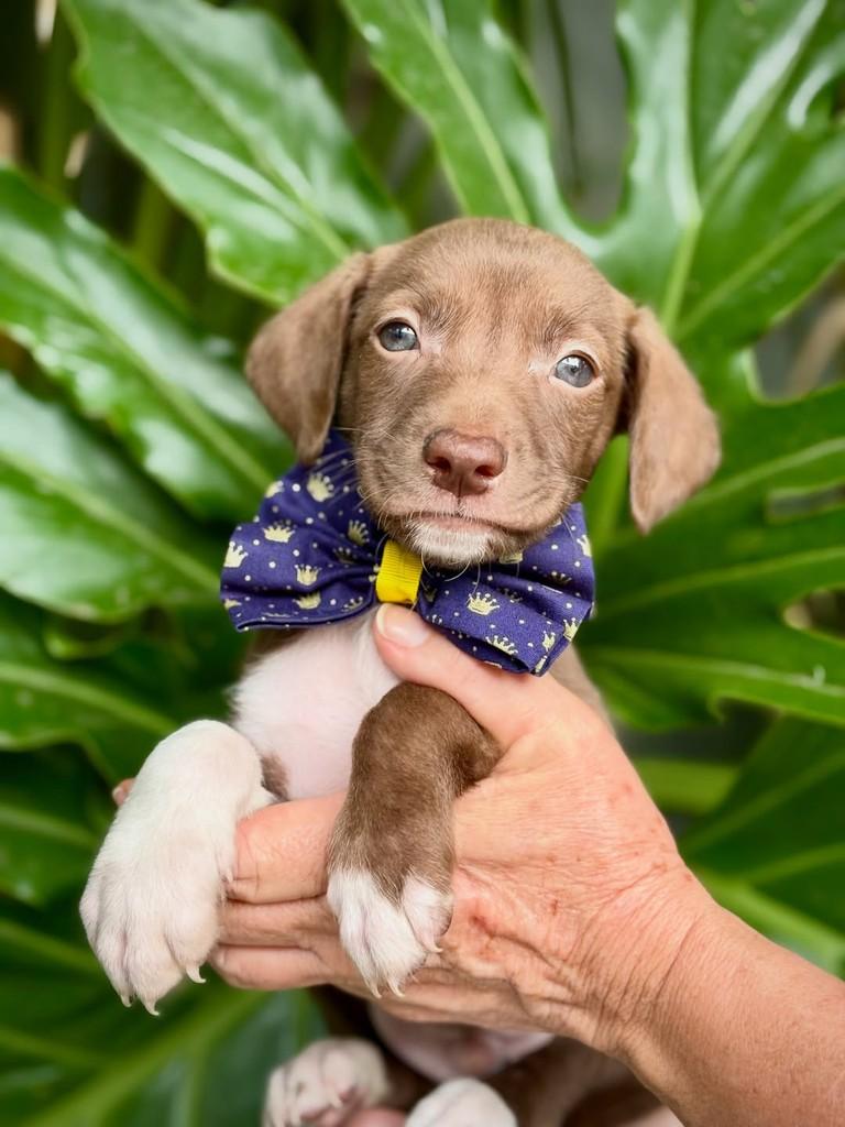 Toddy, cachorro de porte pequeno para adoção em São Paulo - SP — foto 3 de 9