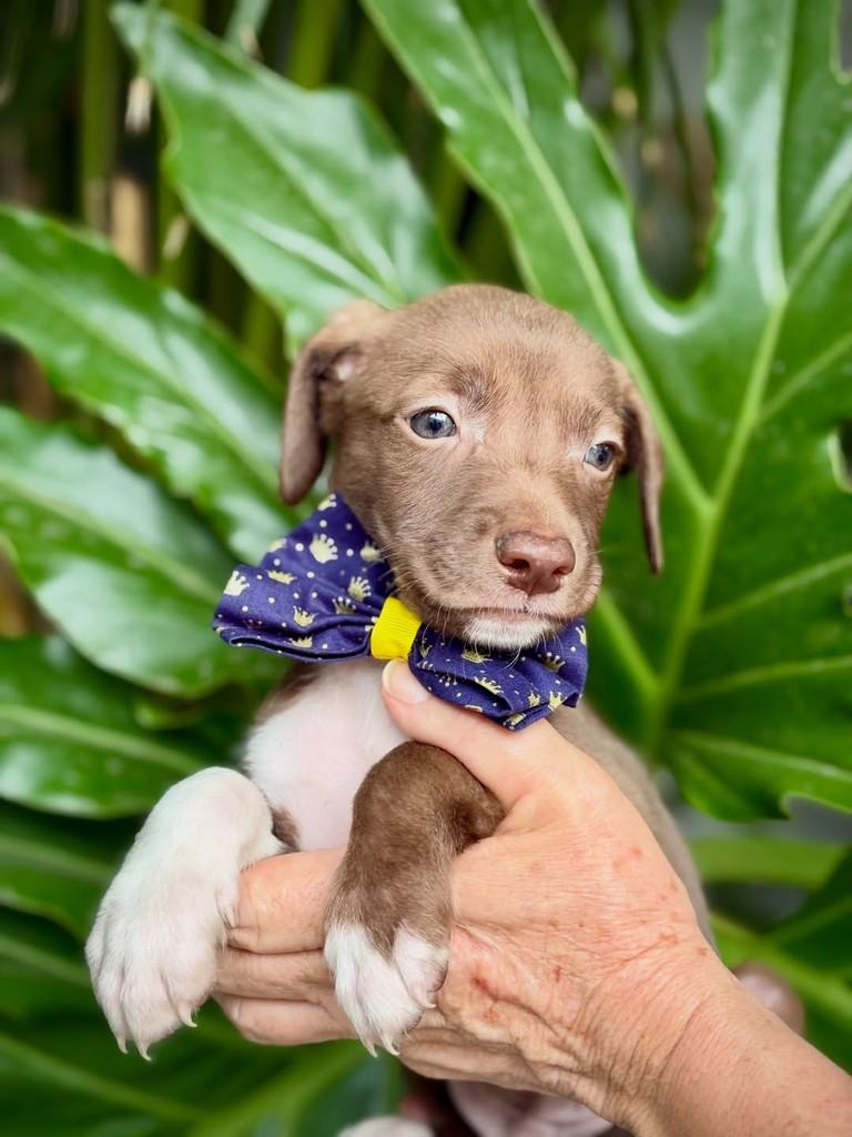 Toddy, cachorro de porte pequeno para adoção em São Paulo - SP — foto 4 de 9