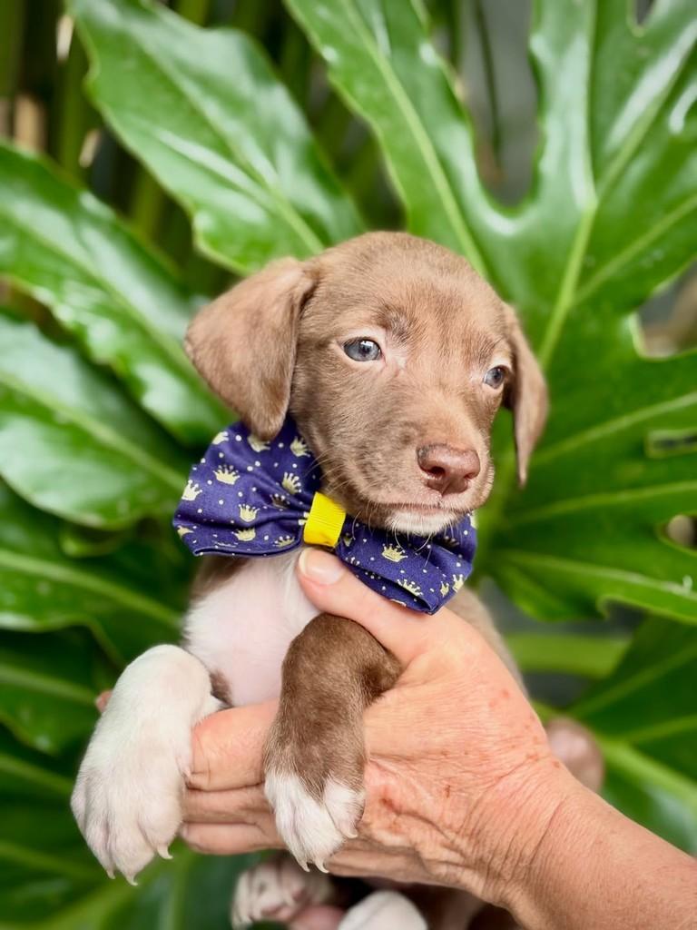 Toddy, cachorro de porte pequeno para adoção em São Paulo - SP — foto 5 de 9