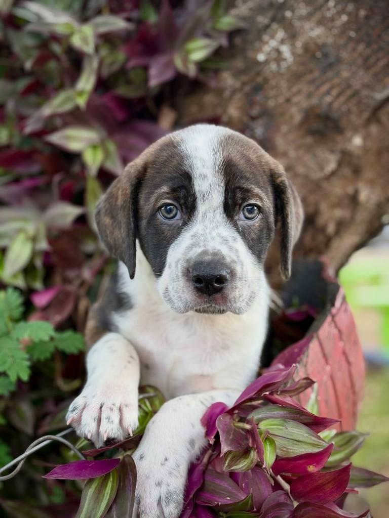 Tico, cachorro de porte médio para adoção em São Paulo - SP