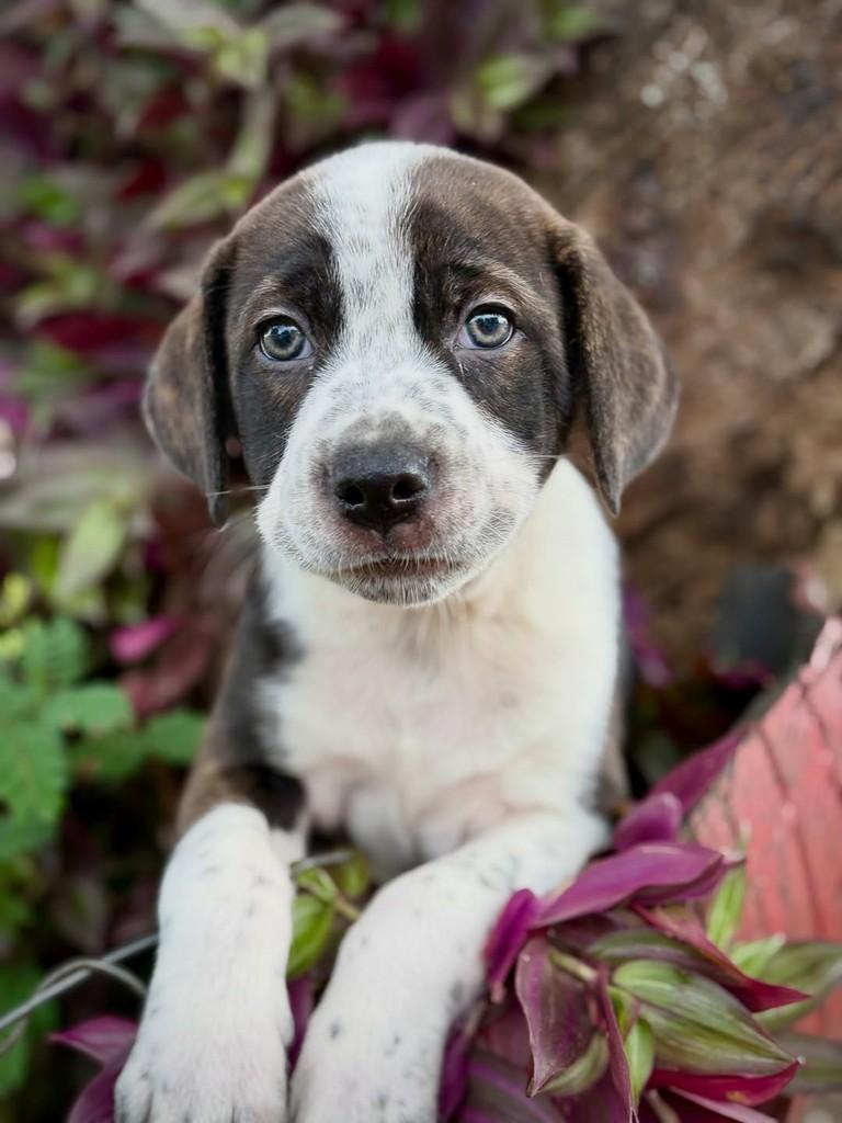 Tico, cachorro de porte médio para adoção em São Paulo - SP — foto 2 de 13