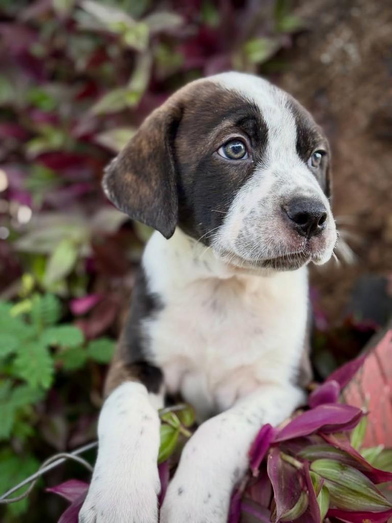 Tico, cachorro de porte médio para adoção em São Paulo - SP — foto 3 de 13