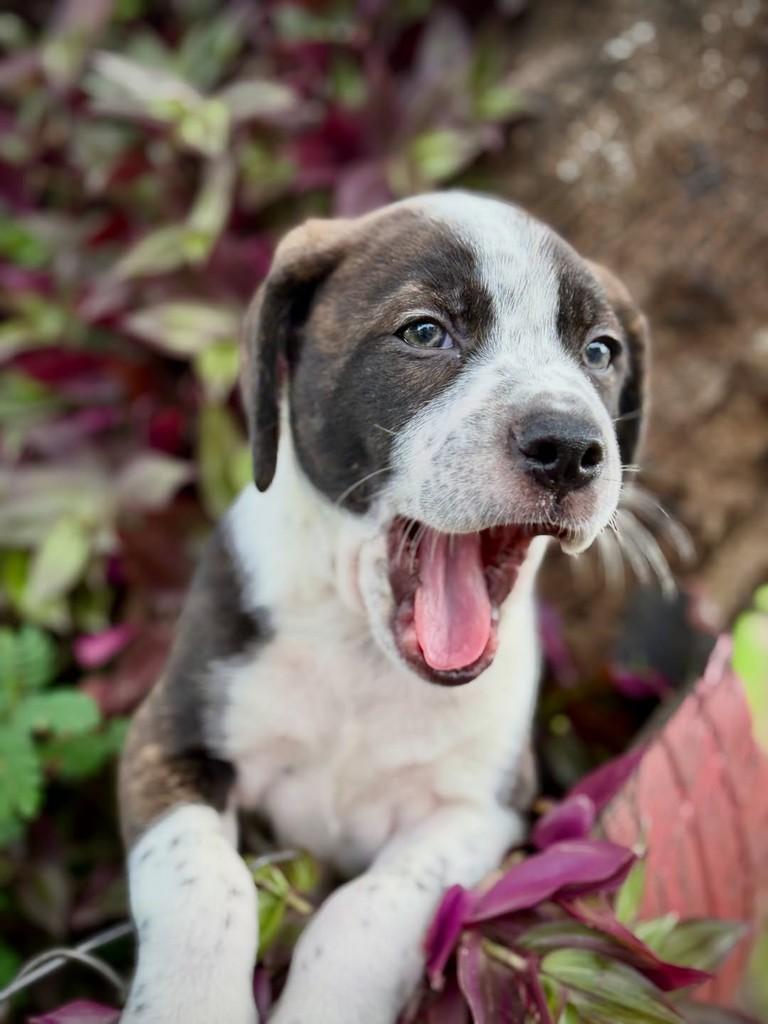 Tico, cachorro de porte médio para adoção em São Paulo - SP — foto 4 de 13