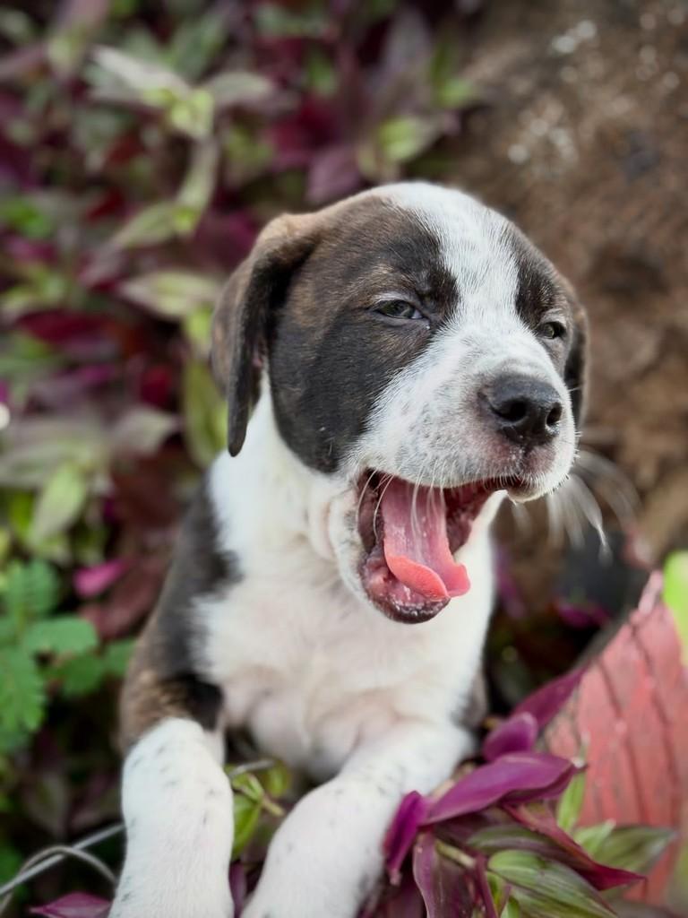 Tico, cachorro de porte médio para adoção em São Paulo - SP — foto 5 de 13