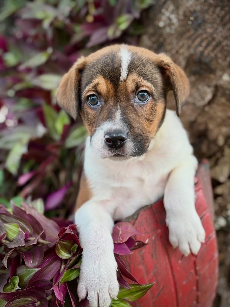 Teco, cachorro de porte médio para adoção em São Paulo - SP