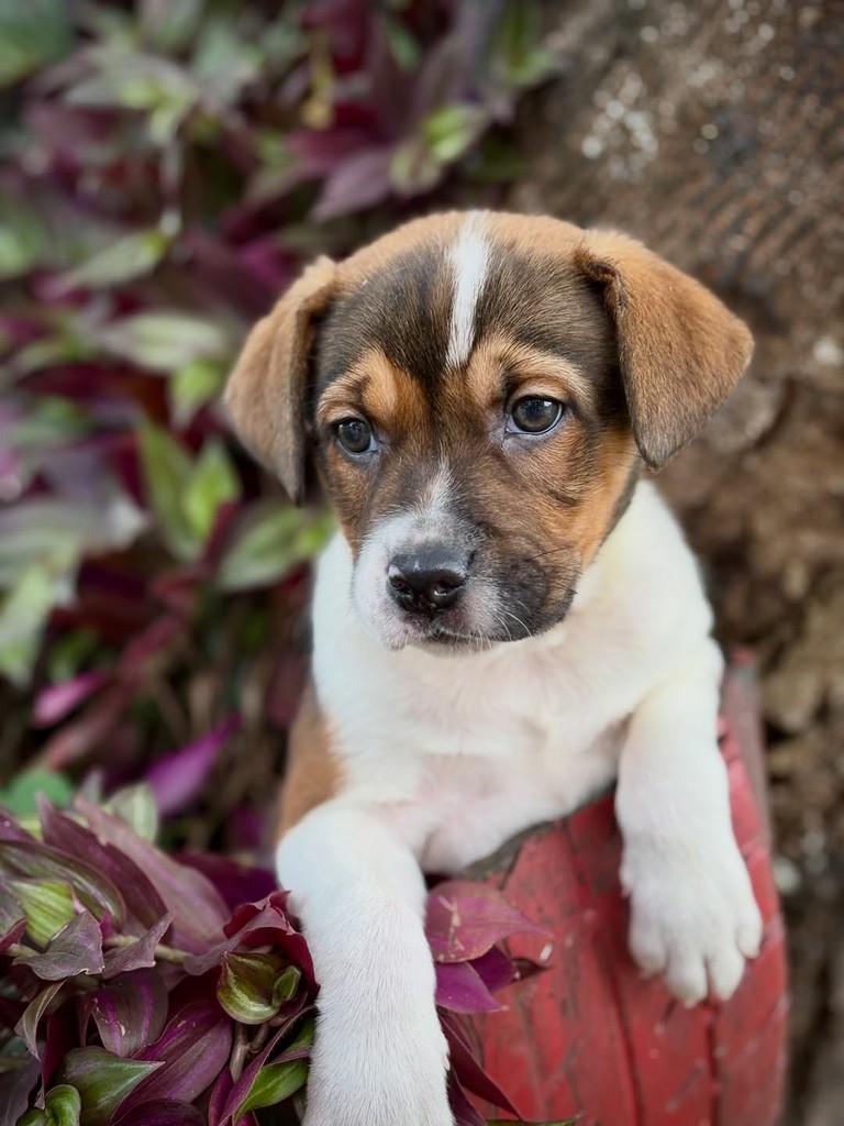 Teco, cachorro de porte médio para adoção em São Paulo - SP — foto 2 de 10
