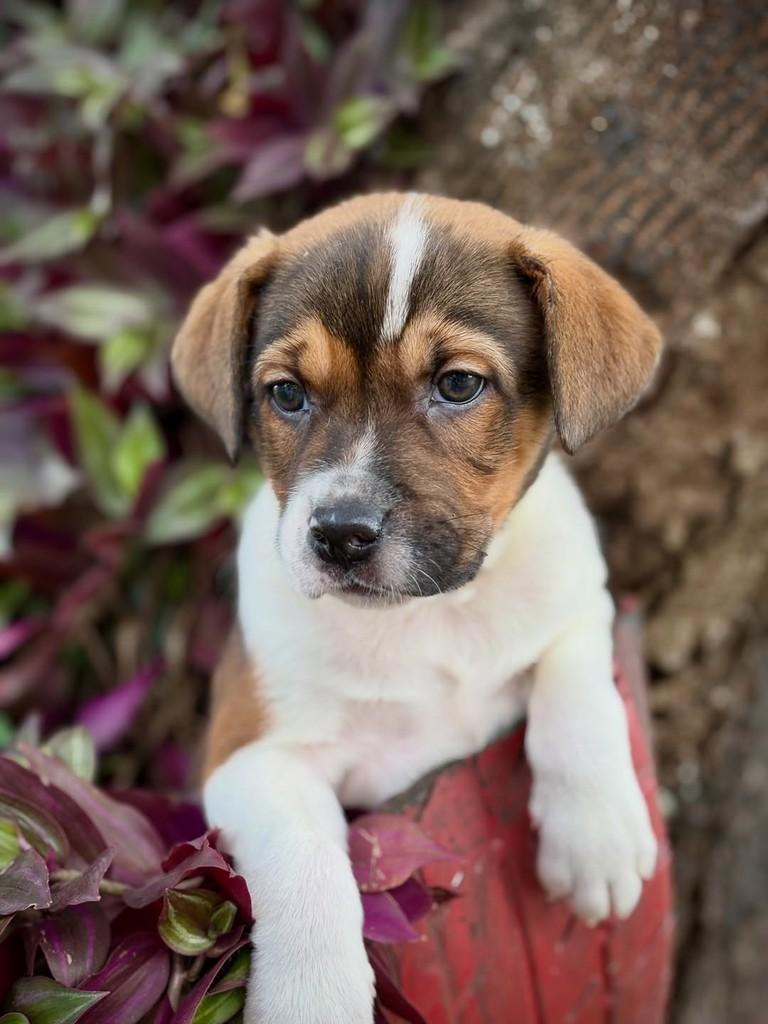 Teco, cachorro de porte médio para adoção em São Paulo - SP — foto 3 de 10