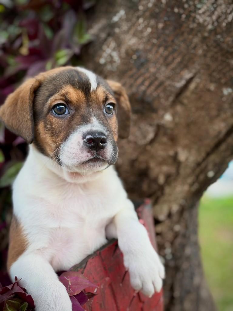 Teco, cachorro de porte médio para adoção em São Paulo - SP — foto 4 de 10
