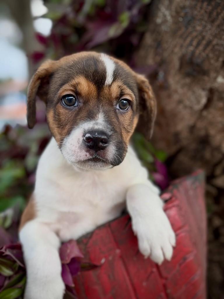 Teco, cachorro de porte médio para adoção em São Paulo - SP — foto 5 de 10