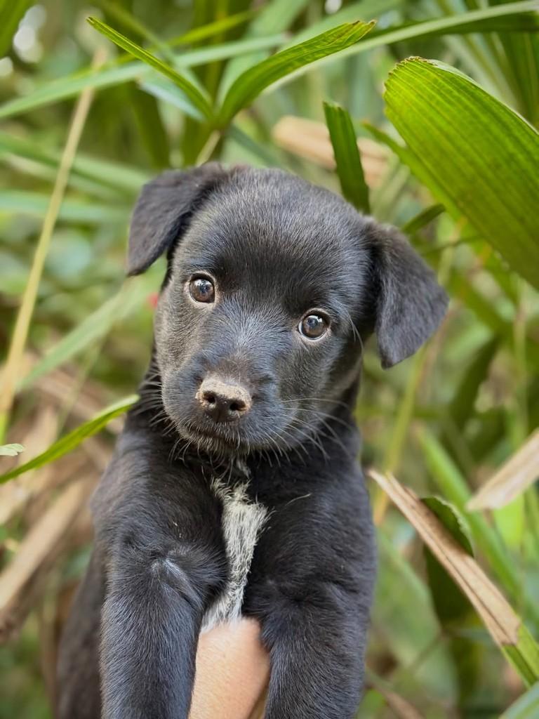 Ginny, cadela de porte pequeno para adoção em São Paulo - SP