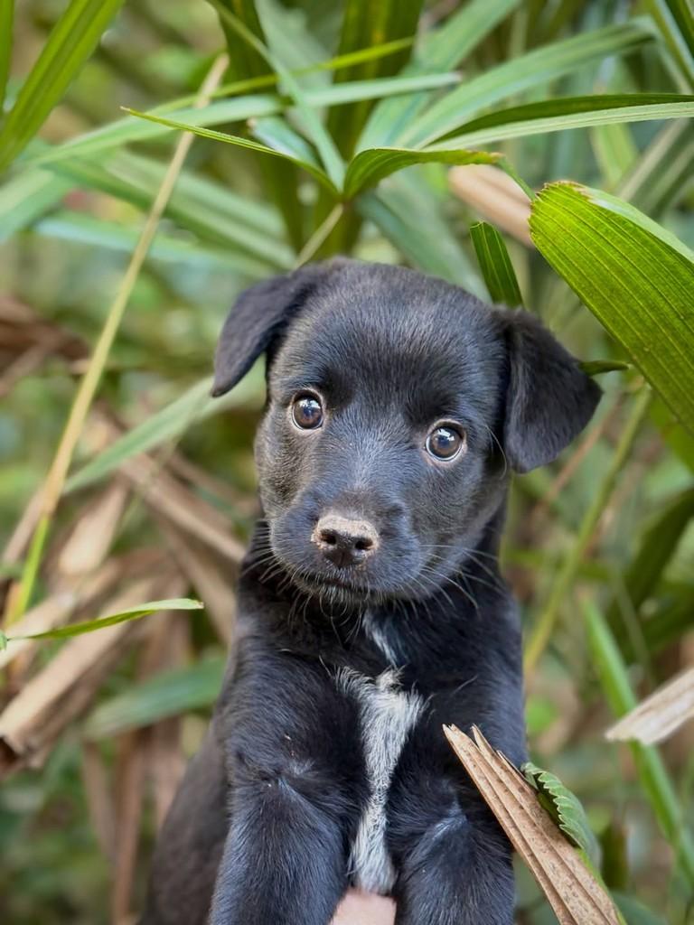 Ginny, cadela de porte pequeno para adoção em São Paulo - SP — foto 4 de 7
