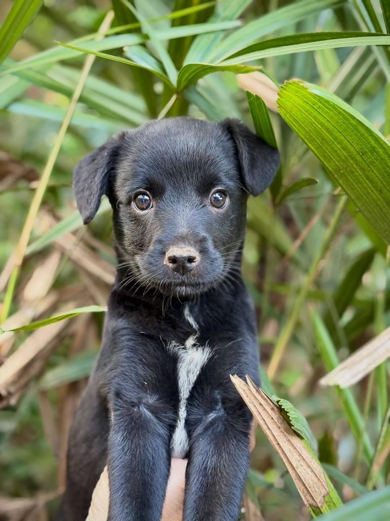Ginny, cadela de porte pequeno para adoção em São Paulo - SP — foto 5 de 7