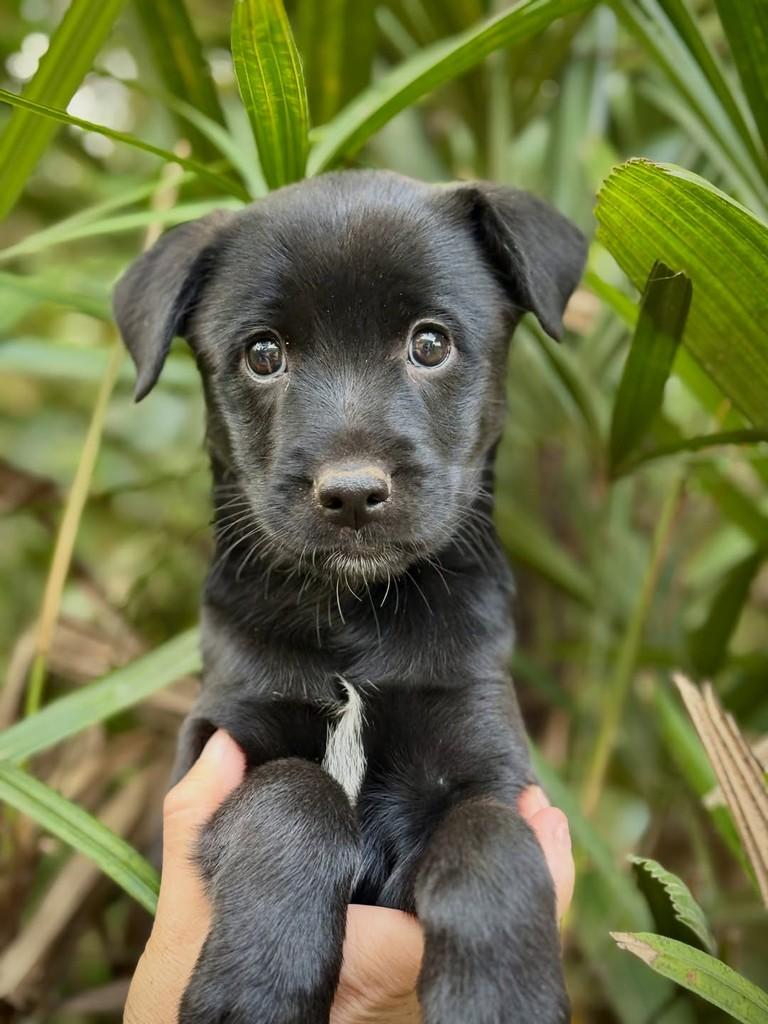 Georgia, cadela de porte pequeno para adoção em São Paulo - SP