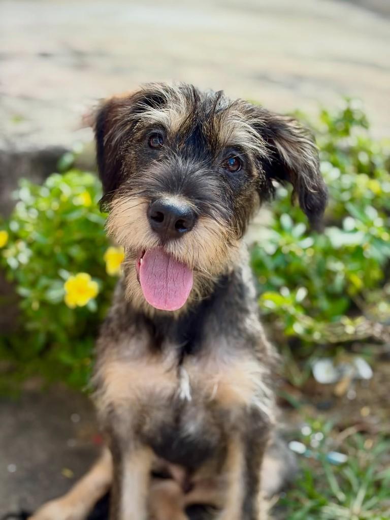 Vesúvio, cachorro de porte médio para adoção em São Paulo - SP