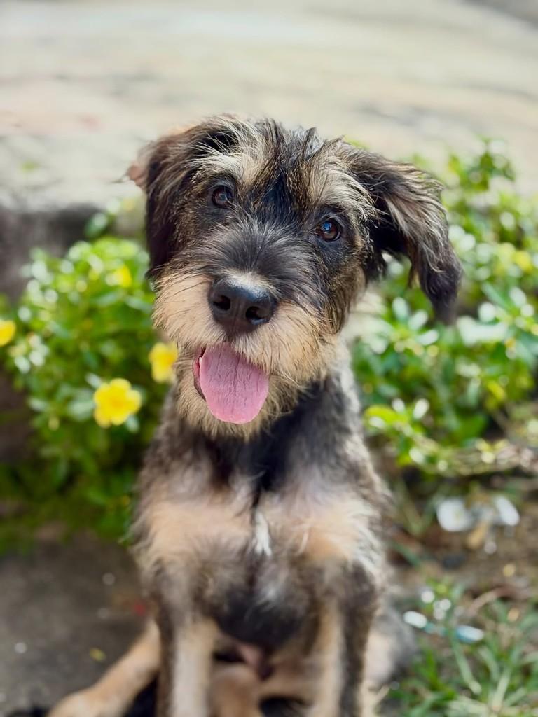 Vesúvio, cachorro de porte médio para adoção em São Paulo - SP — foto 2 de 9