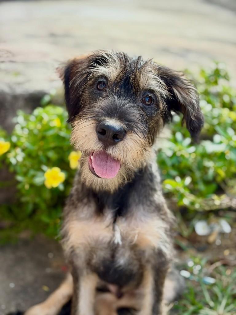 Vesúvio, cachorro de porte médio para adoção em São Paulo - SP — foto 3 de 9