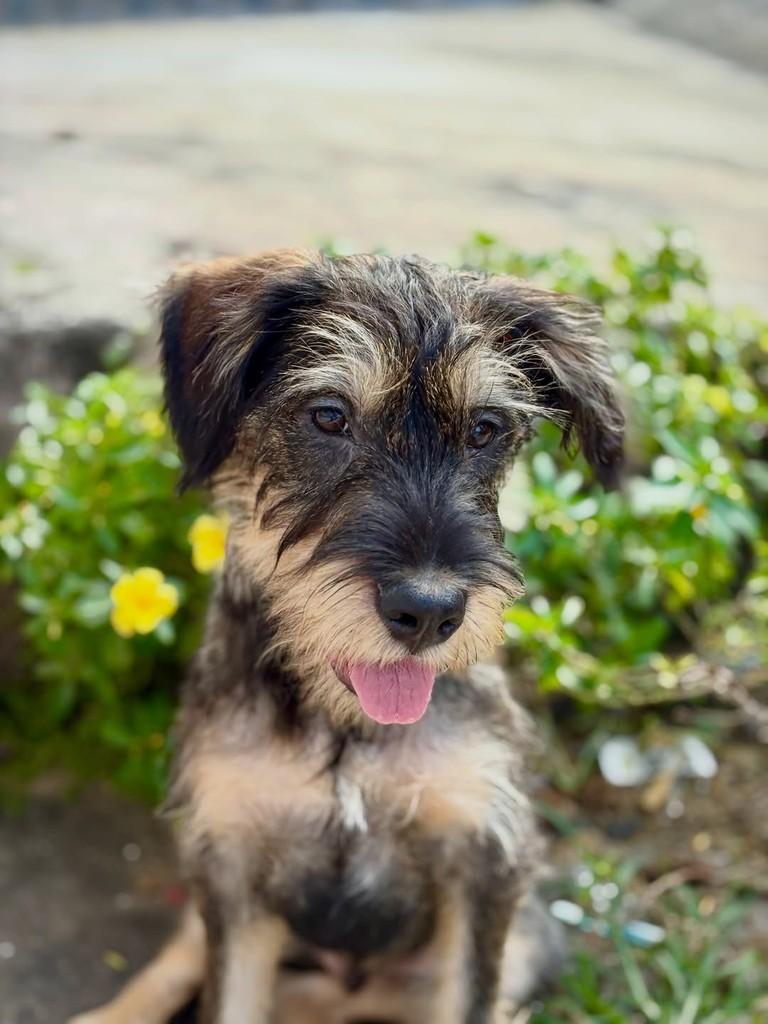 Vesúvio, cachorro de porte médio para adoção em São Paulo - SP — foto 4 de 9