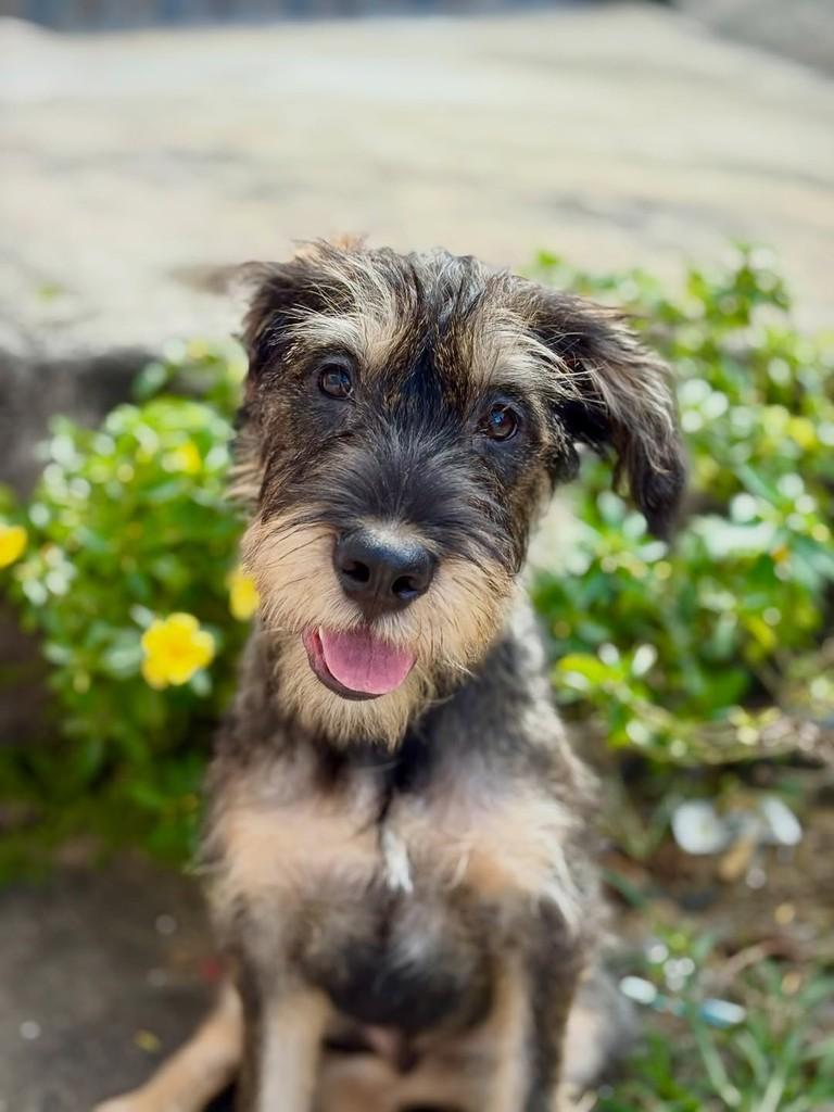 Vesúvio, cachorro de porte médio para adoção em São Paulo - SP — foto 5 de 9
