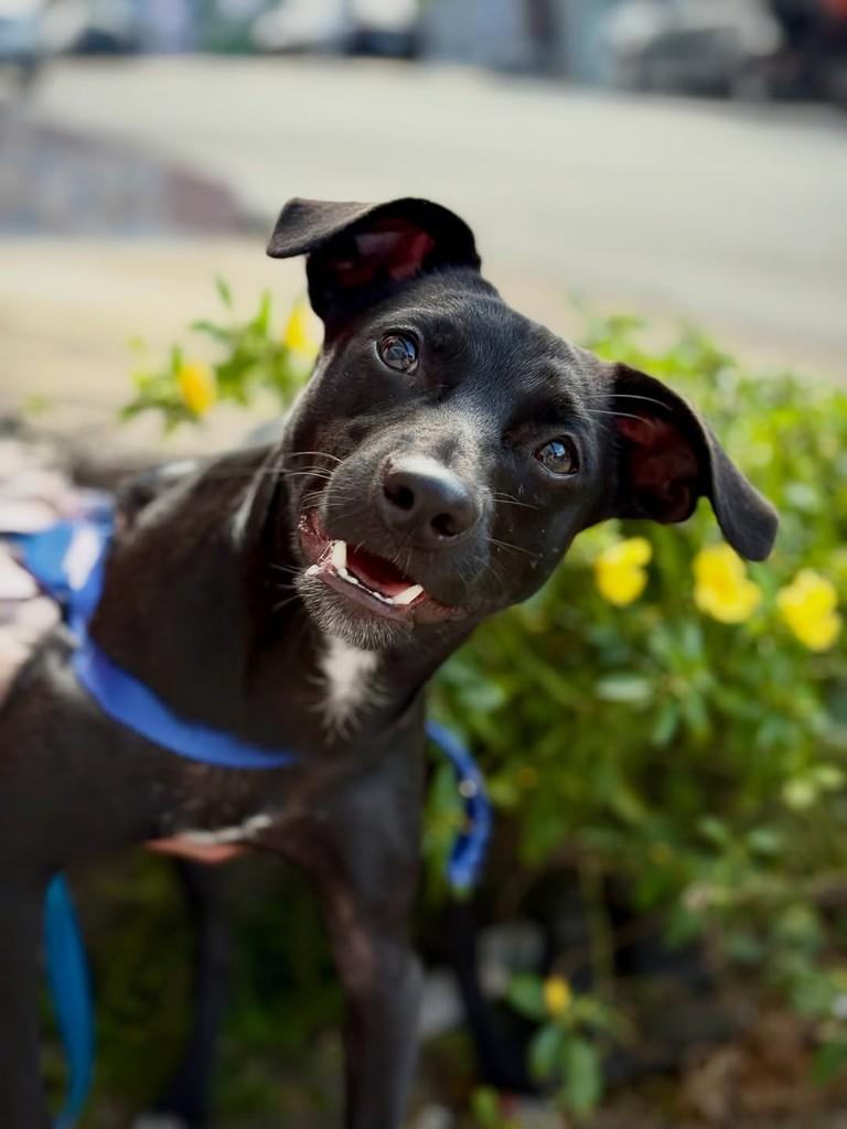 Kilauea, cachorro de porte pequeno para adoção em São Paulo - SP