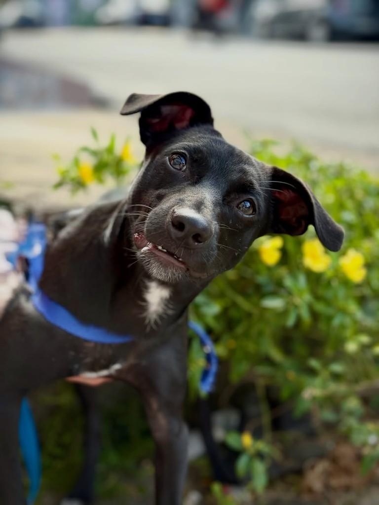Kilauea, cachorro de porte pequeno para adoção em São Paulo - SP — foto 2 de 12