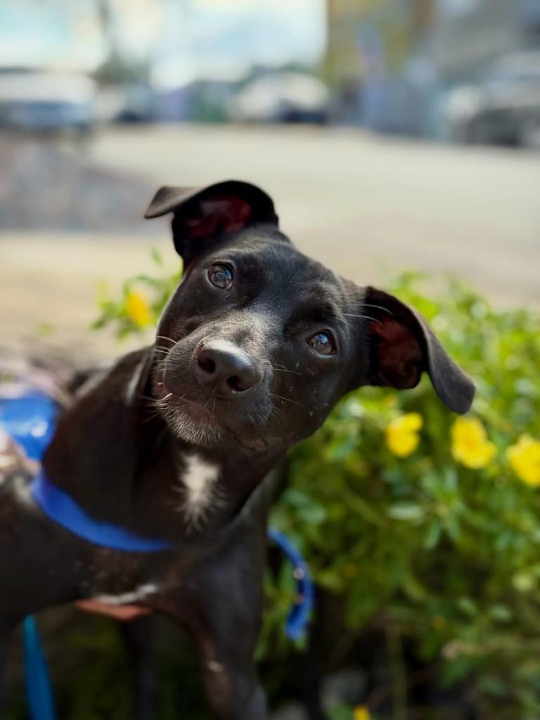 Kilauea, cachorro de porte pequeno para adoção em São Paulo - SP — foto 3 de 12