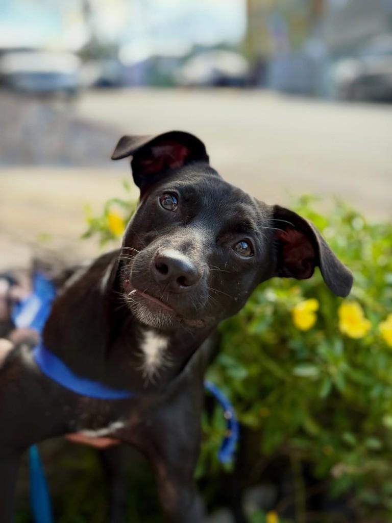Kilauea, cachorro de porte pequeno para adoção em São Paulo - SP — foto 4 de 12