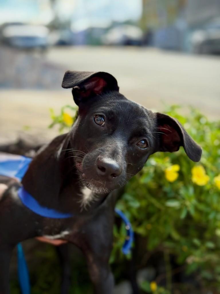 Kilauea, cachorro de porte pequeno para adoção em São Paulo - SP — foto 5 de 12