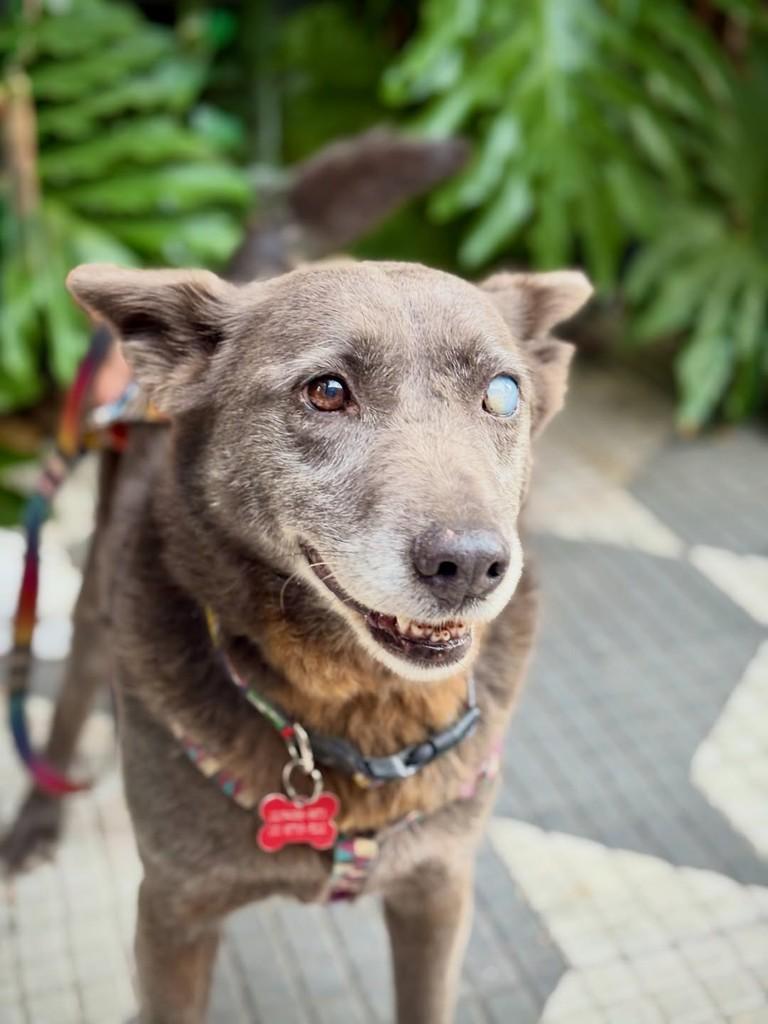 Rum, cadela de porte médio para adoção em São Paulo - SP