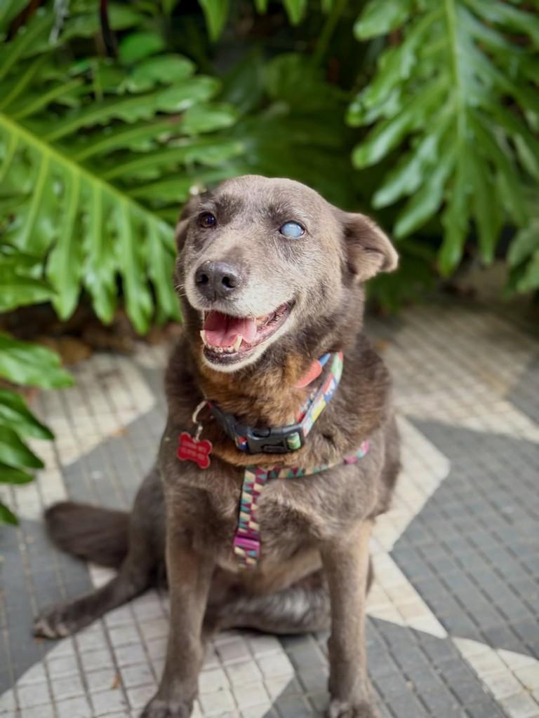 Rum, cadela de porte médio para adoção em São Paulo - SP — foto 2 de 12