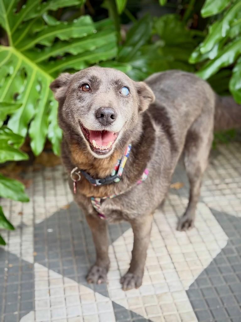 Rum, cadela de porte médio para adoção em São Paulo - SP — foto 3 de 12